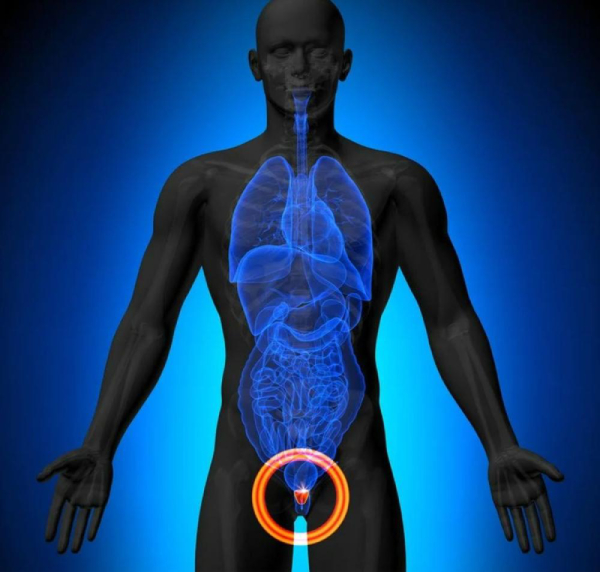 پروستات کجاست؟